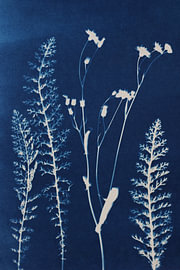 Flora chez Indigo sur Evelien van der West