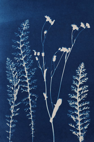 Flora in Indigo