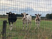 Des vaches colorées