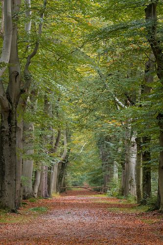 Beau chemin forestier à Beetsterzwaag