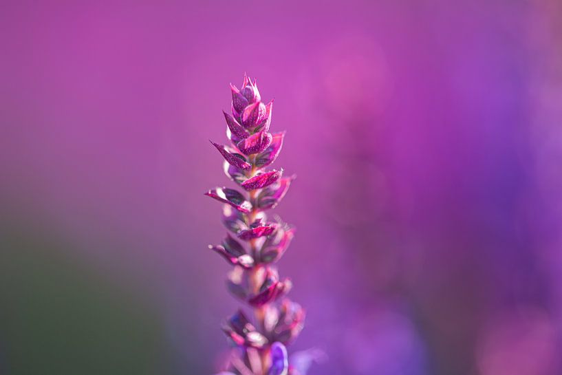 Purple-red ornamental sage against a purple background by Joachim Küster