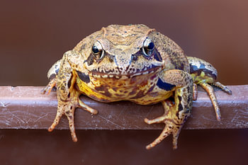 Grasfrosch