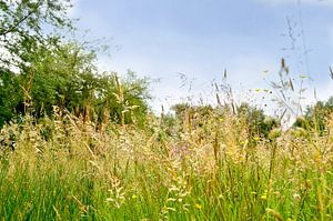 Herbe d'été