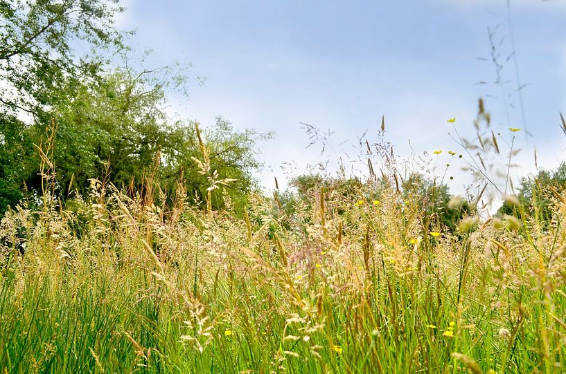 Zomergras van Corinne Welp