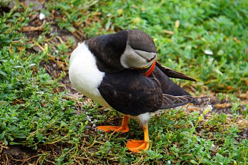 Papegaaiduikers op het eiland Skellig Michael in Ierland