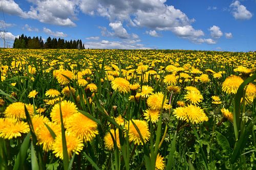 Een veld met paardenbloemen in de lente