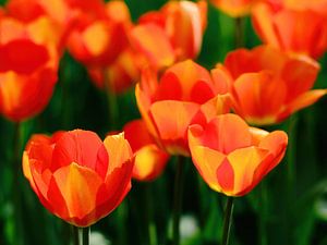 Holländische Tulpen