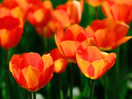 Tulipes néerlandaises