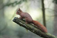 Eekhoorn geniet van het uitzicht van Anita Kortus thumbnail
