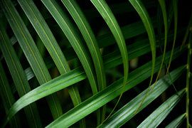 Palm leaves by Myrthe Vlasveld
