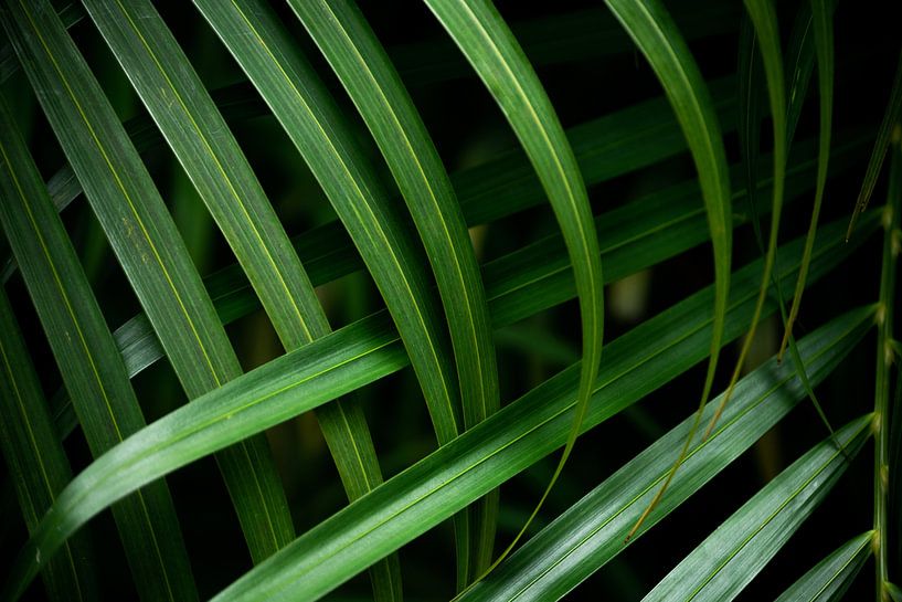Palmbladeren van Myrthe Vlasveld