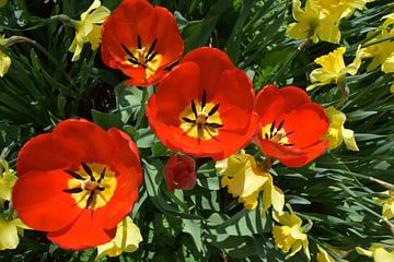 Tulips in bloom in the garden by Claude Laprise