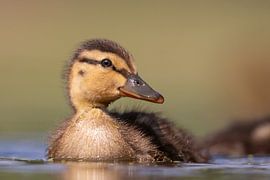 Jonge eend von Han Peper