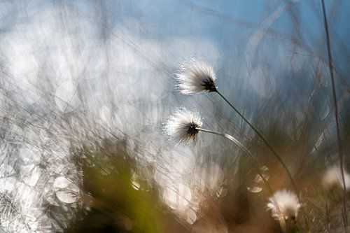 Cottongrass