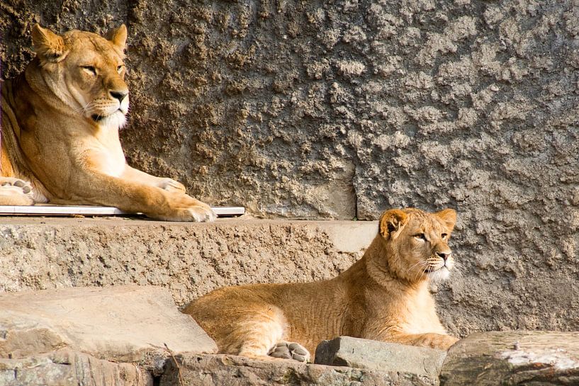 lions  by Beer Foto