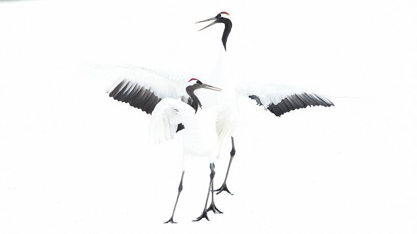 Pas de deux von Marcel Out