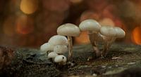Porseleinzwam van Incanto Images thumbnail