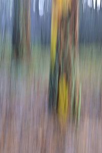 Farbige Baum