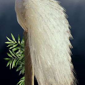Weißer Pfau im Mondlicht von Postergirls