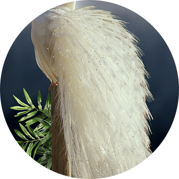 White peacock in the moonlight