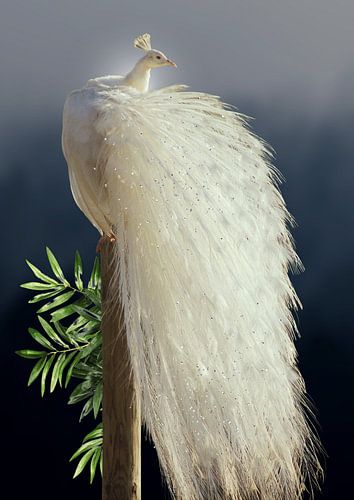 White peacock in the moonlight