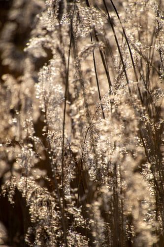 Des roseaux au bord de l'eau, éclairés par le soleil