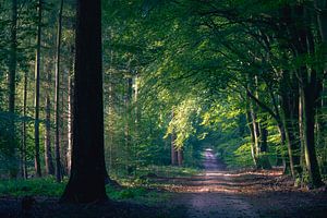 Speulderbos 1 van Thom Brouwer