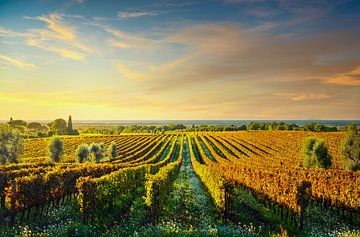 Bolgheri wijngaarden bij zonsondergang. Toscane, Italië van Stefano Orazzini