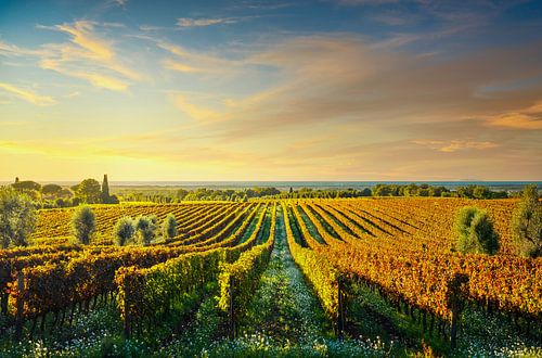 Bolgheri wijngaarden bij zonsondergang. Toscane, Italië