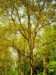 Tree Magic 161