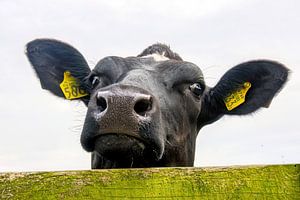 Die Kuh sieht dich über den Zaun hinweg an