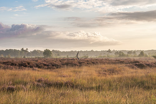 Kalmhoutse Heide