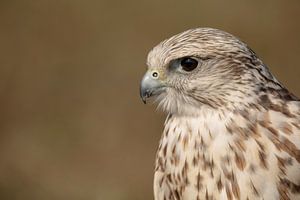 Sakervalk (falco cherrug) van Tanja van Beuningen