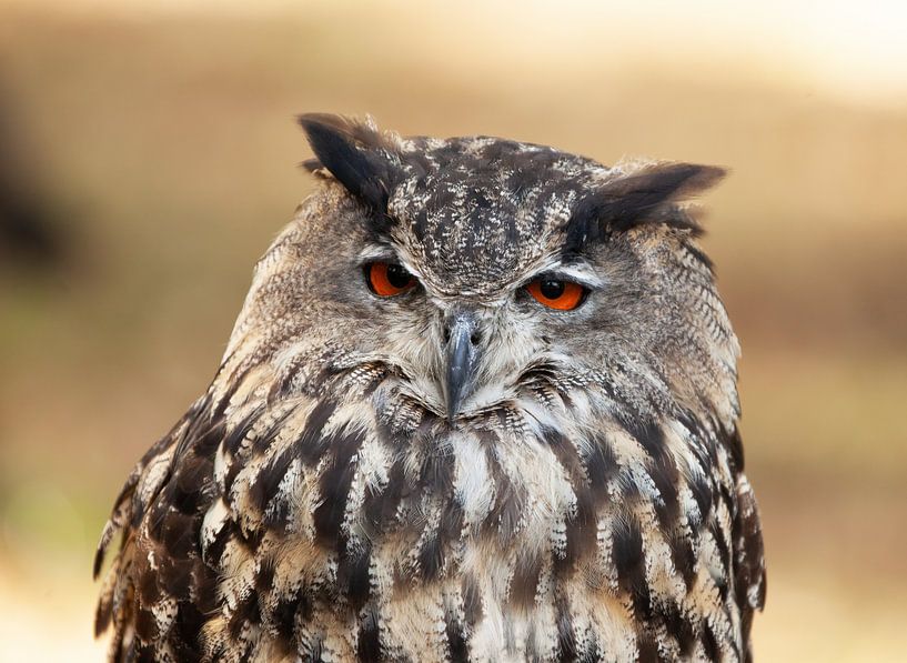Hibou grand-duc par Corrie Post