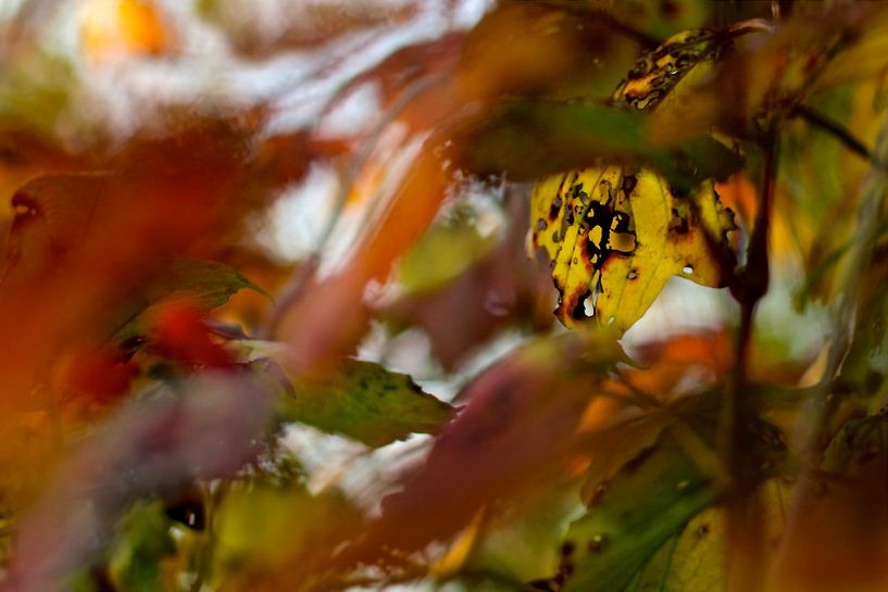 Colours of autumn by Marianna Pobedimova