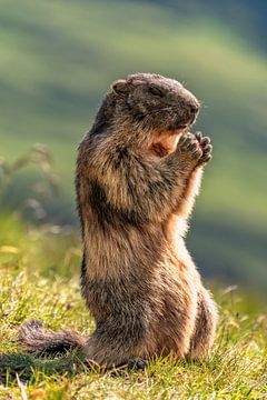 Marmotte des Alpes sur Achim Thomae