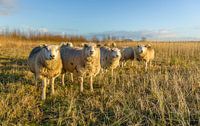 Rij schapen in dikke wintervacht van Ruud Morijn thumbnail