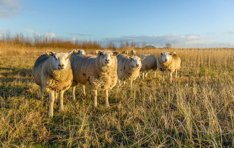 Rij schapen in dikke wintervacht van Ruud Morijn