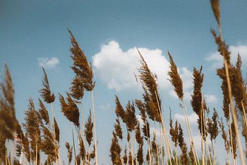 Wuivende halmen von Nina Crebas