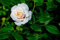 Witte Roos