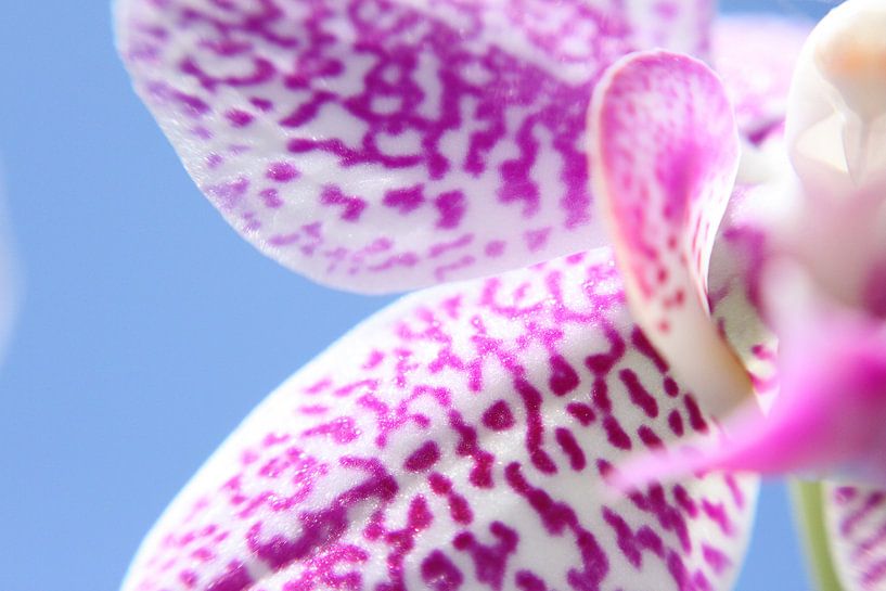 Orchidée par Jaap de Wit