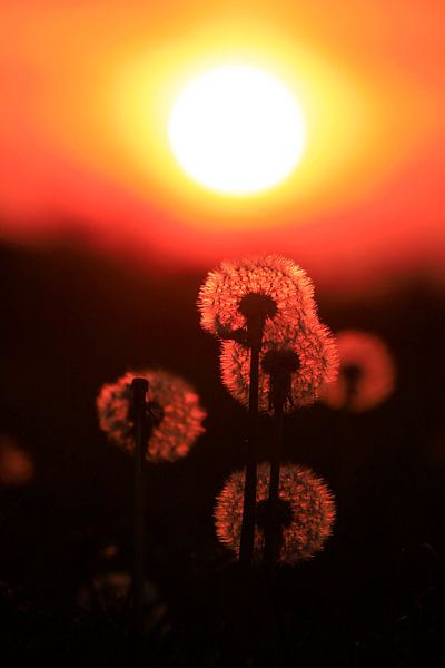 Pusteblumen, Frühlingsabend von Thomas Jäger