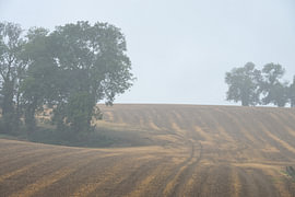 Nebel über dem Feld von Vague & Form