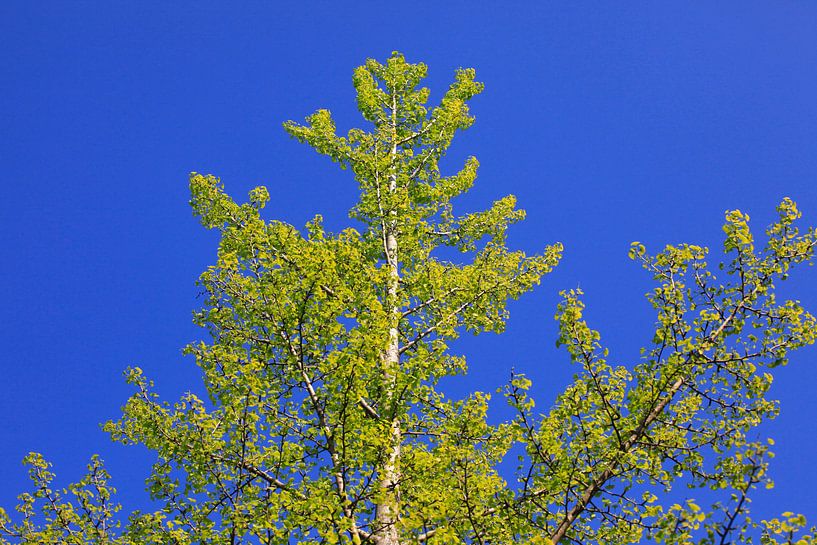 Ginkgo by Thomas Jäger