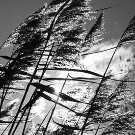 Reed plumes in the sun by Framed by Elisabeth