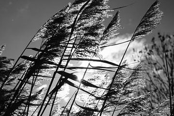 Schilfrohrfahnen in der Sonne von Framed by Elisabeth