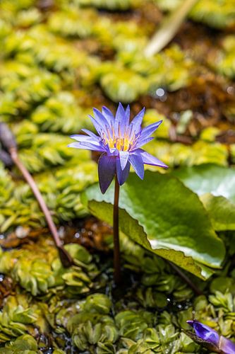Purple lily in the water