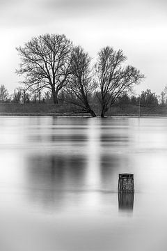 Gelassene Ruhe am Rhein