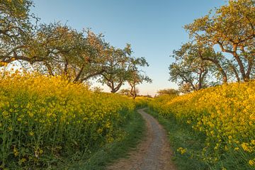 Colza - Graine de colza sur Moetwil en van Dijk - Fotografie