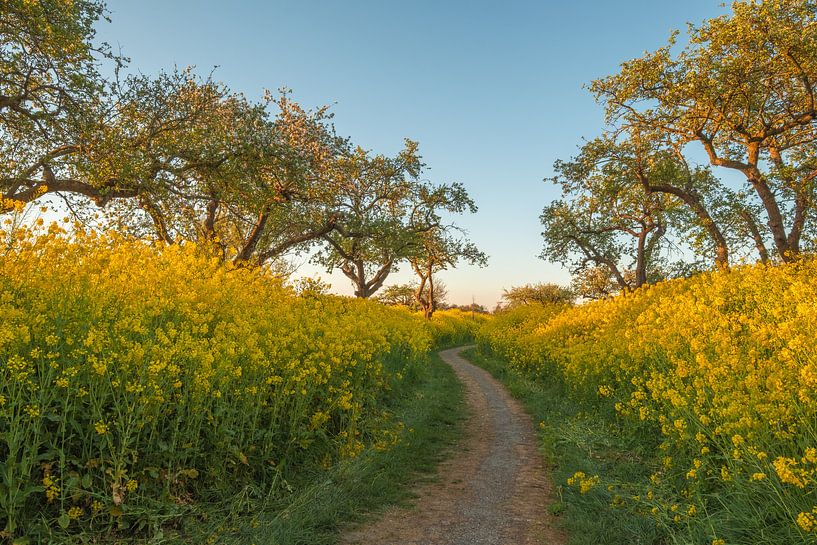 Rapeseed - Rape seed by Moetwil en van Dijk - Fotografie